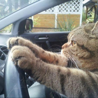 貓司機
