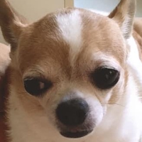 LYC